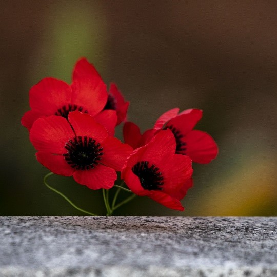 Remembrance Day 2025